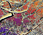 Poster / Fine Art Print